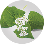 Vitamine & Kr&auml;uterkomplexe